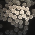 300-355um Diameter PE microspheres 300-355um Diameter PE microspheres