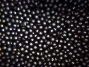 106-125um BKPMS - Black Paramagnetic Microspheres Black Paramagnetic Microspheres