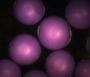 600-710um violet PE microspheres 600-710um violet PE microspheres