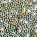Monodisperse Silica Microspheres