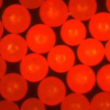 Fluorescent Red Polymer Tracers